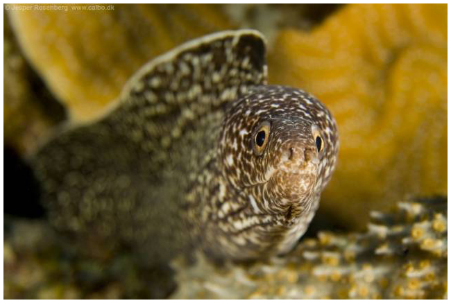 Curacao diving